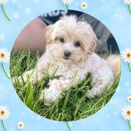 Maltipoos, Poodles, and Shichons from Family Teddy Bears