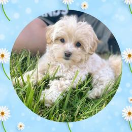 Maltipoos, Poodles, and Shichons from Family Teddy Bears