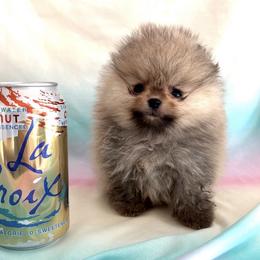 Pomeranian Puppies from Candy Shop Poms