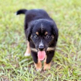 Orange - Black tri male Miniature Australian Shepherd puppy in 32046, Florida from River Hill Ranch