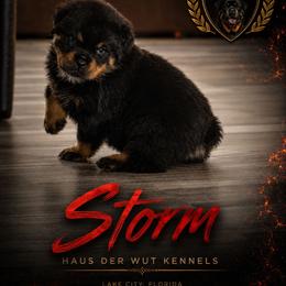 Magenta female - Black and mahogany female Rottweiler puppy in Lake City, Florida from Haus Der Wut Kennels