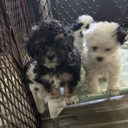 Phoenix - Phantom male Maltipoo puppy in Wayland, New York from Loris Pampered Pooches💕