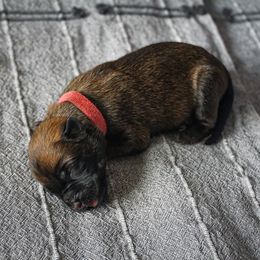 Belgian Malinois Puppies from Fromage Malinois