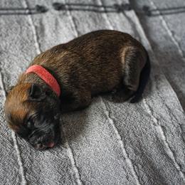 Belgian Malinois Puppies from Fromage Malinois
