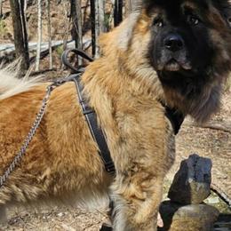 Kumo - Akita