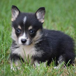 Hobbes - Black and tan male Pembroke Welsh Corgi puppy in Lititz, Pennsylvania from GoldStar Corgis (License Number 18519)