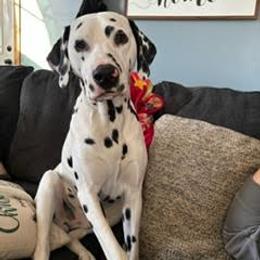 Dalmatian All Grown Up from Rosais Acres LLC