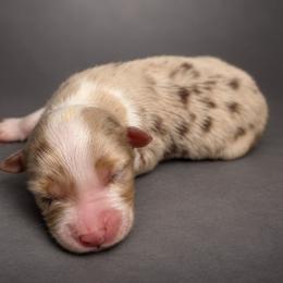 Treasure - Red merle female Australian Shepherd puppy in Fultonville, New York from Sandy Aussies, Mini Dachshunds & Pomeranians