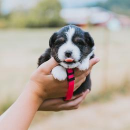 Pink Collar - River - Black tri female Miniature American Shepherd puppy in Enumclaw, Washington from Mount Peak Mini American Shepherds