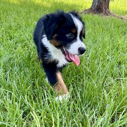 Miniature American Shepherd Puppies from Knockout Aussies