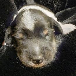 Baby Boy 2 - Mo - Piebald male Dachshund puppy in Salem, Oregon from Long'd Fore Dachshunds