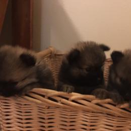 Pomeranian Puppies from Jonna's Poms