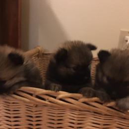 Pomeranian Puppies from Jonna's Poms