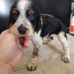 Sassafras - Tri-Roan female English Springer Spaniel puppy in Redding, California from Springer's Journey Spaniels California