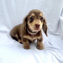 White - Dapple male Dachshund puppy in Silver Springs, Florida from DeMarsh's Dachshunds