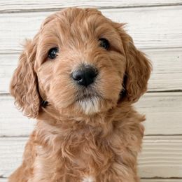 Goldendoodles from Southern Standard Doodles