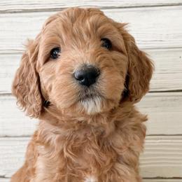 Goldendoodles from Southern Standard Doodles