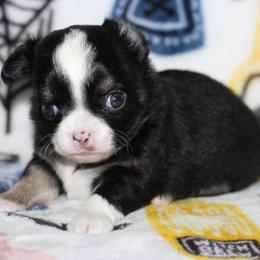 Shadow 2,700 - Black and tan male Chihuahua puppy in Cache, Oklahoma from Charming Lil Chihuahuas
