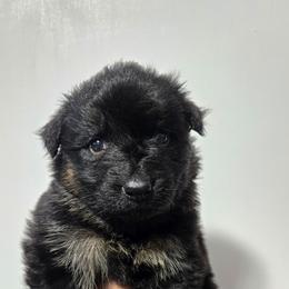 Yellow Girl - Black and tan female German Shepherd puppy in Ocala, Florida from Guardian Shepherds