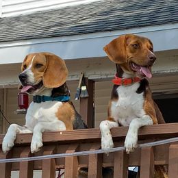 Beagles from Kastel-Beagles