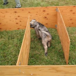 "The maze - problem solving part of litter evaluation." Shiloh Shepherd Puppies from Solace Shilohs
