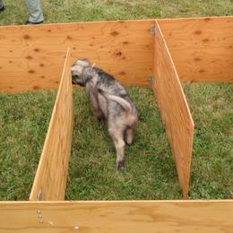 "The maze - problem solving part of litter evaluation." Shiloh Shepherd Puppies from Solace Shilohs