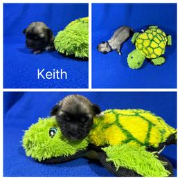 Keith - Cream male Lhasa Apso puppy in Cincinnati, Ohio from Shangri-La Lhasa Apsos