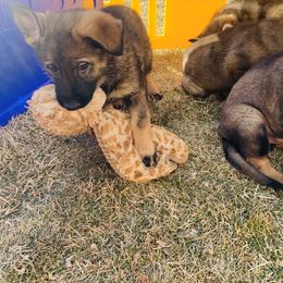 German Shepherd Puppies from Stephanie hoffman german shepherds