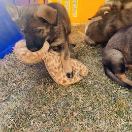 German Shepherd Puppies from Stephanie hoffman german shepherds