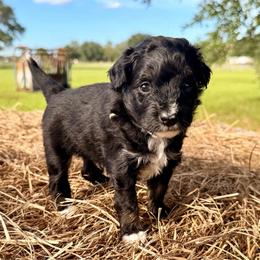 Grey collar toy - Black tri-color male Aussiedoodle puppy in 32046, Florida from River Hill Ranch