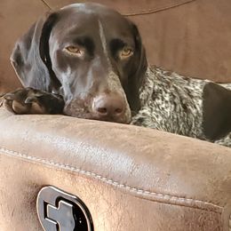 German Shorthaired Pointer All Grown Up from Congaree Kennels
