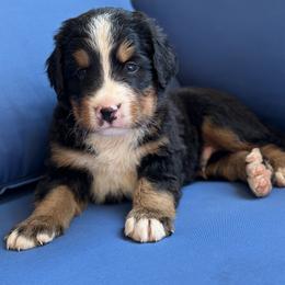 Trusty - Black rust and white male Bernese Mountain Dog puppy in Oregon City, Oregon from N.W. Mountain Retrievers