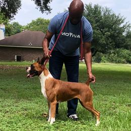Bristol - Boxer
