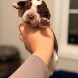 Moonstone - Tri-Roan female English Springer Spaniel puppy in Uvalda, Georgia from Willow Creek Farms