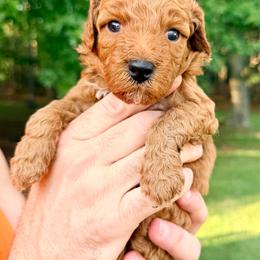 Boy 2 - Red  male Goldendoodle puppy in Philadelphia, Mississippi from Oakie Doodles