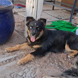 Leroy - Black tri-color male Australian Shepherd puppy in Sonoita, Arizona from Gardner Canyon Kennels