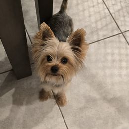 Remi - Yorkshire Terrier
