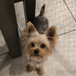 Remi - Yorkshire Terrier