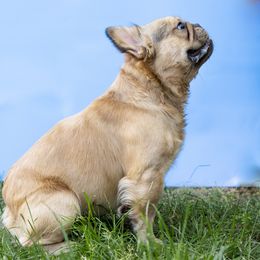 Odie - French Bulldog