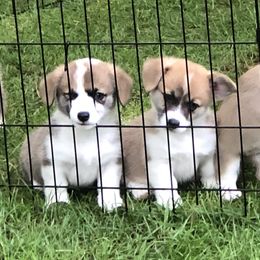 Pembroke Welsh Corgi Puppies from Mountain Maryland Corgis