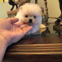 Pomeranian and Yorkshire Terrier Puppies from Dreaming Puppies