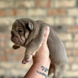 Daisy - Lilac tri-color female Bulldog puppy in Hernando, Mississippi from Blues City Bulldogs