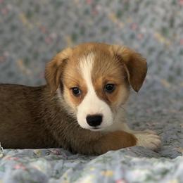 Arcadia - Red and white male American Corgi puppy in Hope, Arkansas from Foxy Knoll Farm