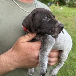 Brazos - Liver roan male German Shorthaired Pointer puppy in Orange, Texas from River Bottom Pointers