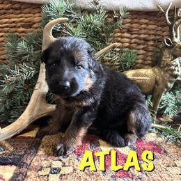 Atlas - Black and red male German Shepherd puppy in Graham, Washington from Wildeflecken Shepherds