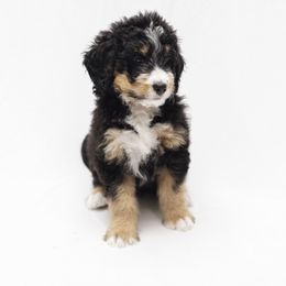 "Past multigen Bernedoodle puppy" Bernedoodle, Bernese Mountain Dog, and Sheepadoodle Puppies from VonDoodles Bernedoodles & Sheepadoodles