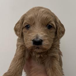 Clover - Apricot female Goldendoodle puppy in Clinton, Utah from Golden Law Kennels