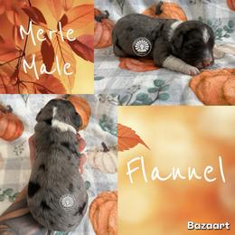 Flannel - Merle male Bernedoodle puppy in Godwin, North Carolina from Farm Sweet Farm Doodles