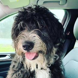 Suri  - Bernedoodle