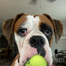 Boxers from Gilmore Boxers